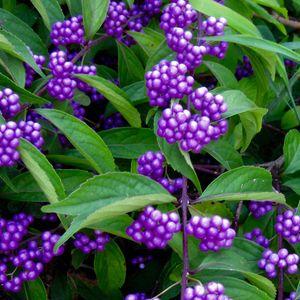 Callicarpa-dichotoma-Issa_N1