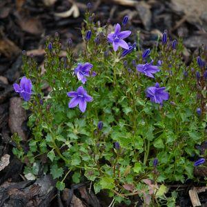 Campanula