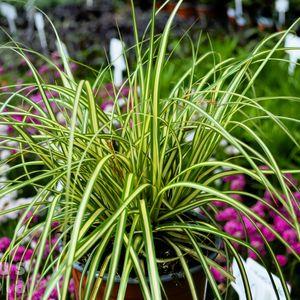 Carex 2025 Evergold 1cs