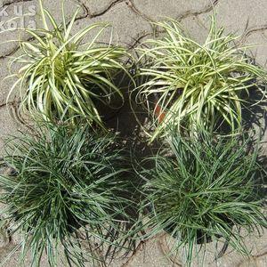 Carex_k_4db