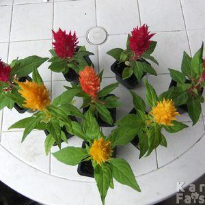 celosia1