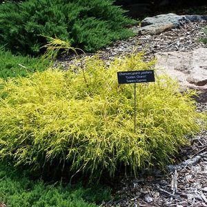 Chamaecyparis_pisifera_golden_charm_sawara_cypress_MN_2007