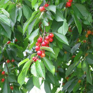 Cherry_by_Gulmammad_6