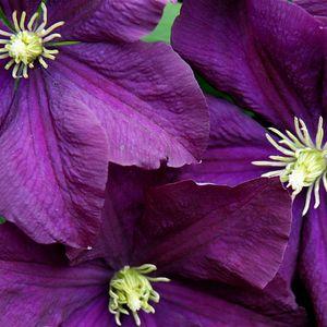 ClematisLila