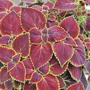 Coleus_Broad Street