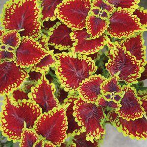 Coleus_Oxford Street_n