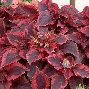 coleus_piros_n