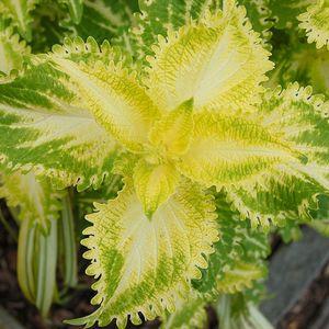 coleus_srg_n