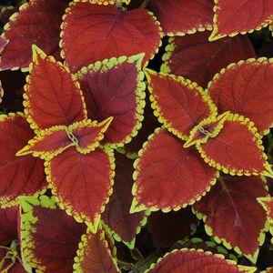 Coleus-Trusty-Rusty_n