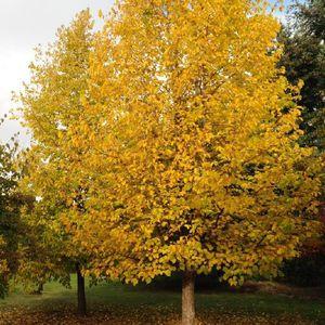 Corylus-colurna_n21_1