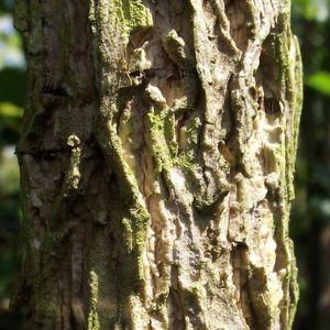 corylus_colurna_n21_3