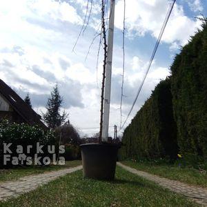 Csüngőepervödrös-150401