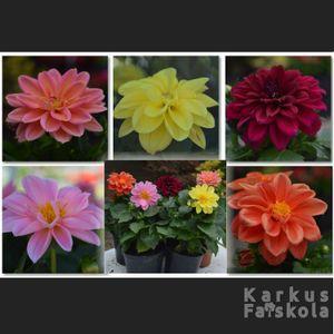 Dalia_5_2024_21 _3000_3000fic