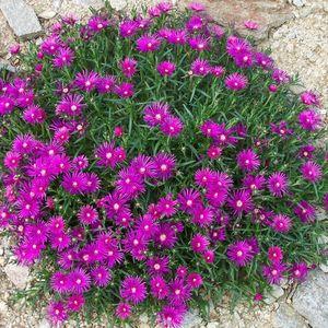 Delosperma