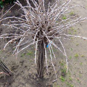 Egres-mt-1