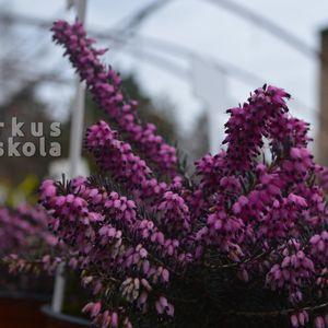 Erica_2025_Lelle