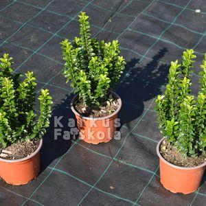 Euonymus_Benko_3db