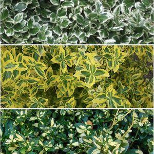 euonymus_f-3fele