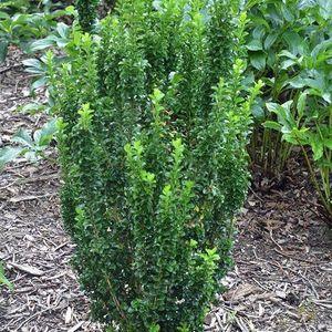 Euonymus_GS_n1