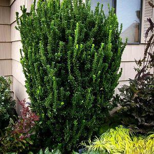 Euonymus_GS_n3