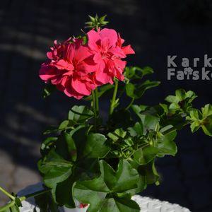 felfuto-muskatli-2024-pink-1cs