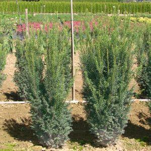 Frost Nurseries 060