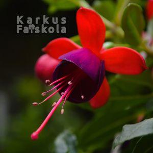 Fukszia 2024 piroslila kozeli koszos ujjaim