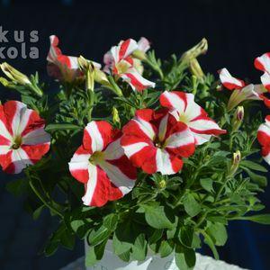 Futóperunia_pirosfehér_1_2024