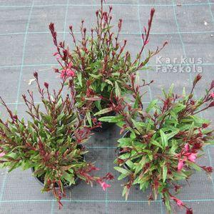 Gaura_3féle