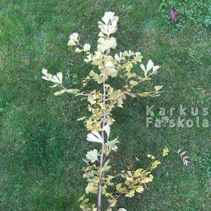 Gingko_2016osz_1dontve
