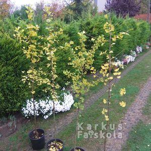Gingko_2016osz_4db