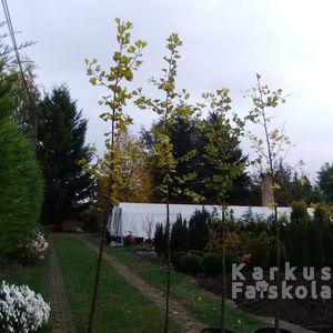 Gingko_2016osz_4db_alulrol