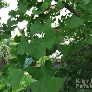 Gingko biloba kozelisajat