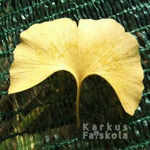 Gingkolevel_ra