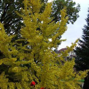 gingkosz2