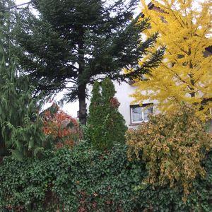 gingkosz4