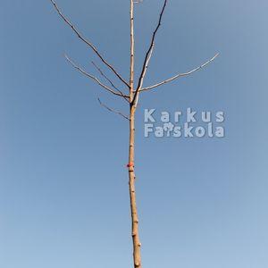 Ginkgo_sz_kh