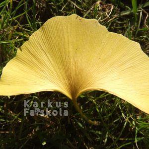 Ginkgolevel_f_o