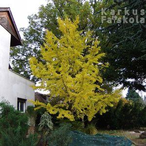 ginkgosz