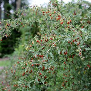 goji_n5