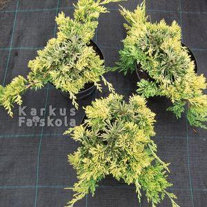 Goldencarpet3db