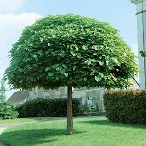 Gömb Catalpa il
