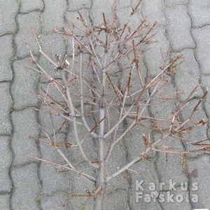 Gömbjuhar_korona