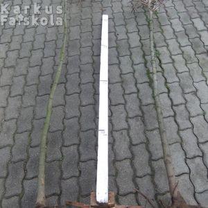 Gömbjuhar2meret_via