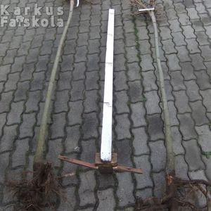 Gombszivar2meret_via