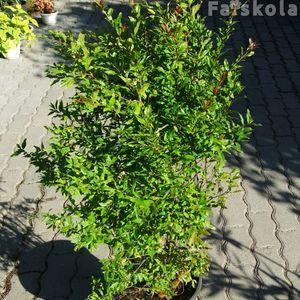 granatalmaszimpla