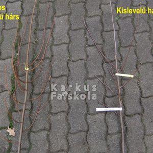 greenspire_vs_sima_viakor