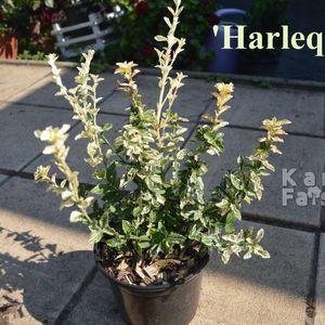 Harlequin_2024_k4