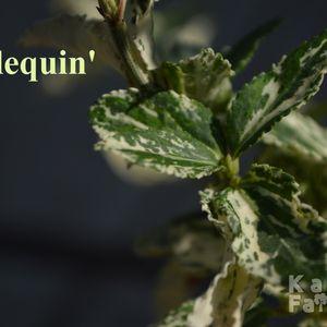 Harlequin_2024_makro