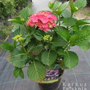 Hortenzia1dbr